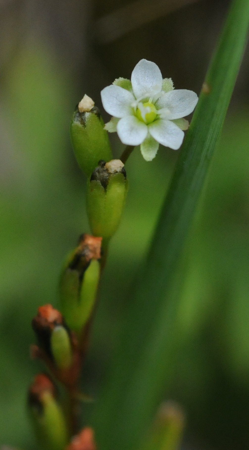 Drosera rotundifolia